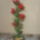 Liliomfa4_1519996_3423_t
