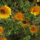 Szeretettel-010_1519591_9444_t