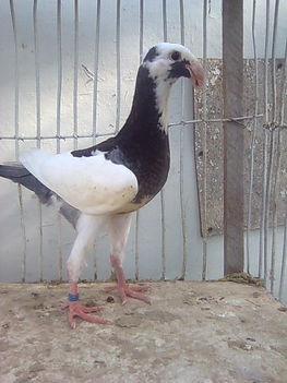2012-es kovácsolt tarka