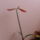 Amarillys_3_1051009_8146_t