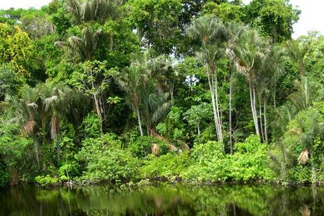 Amazonas oserdok,Del-Amerika
