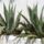 Gorogorszag_439_151049_86036_t