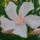 Leander_4_1501803_4995_t