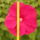 Mocsari_hibiszkusz_3-001_1501801_2273_t