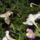 Szender_1510649_1796_t