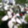 Tarka_levelu_csilli_1501168_4388_t