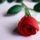 Trandafir__1501494_2715_t