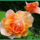 Virar1_1501151_4322_t