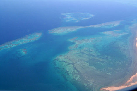 Vöröstenger-korallok