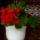 100_7200_1521954_1860_t