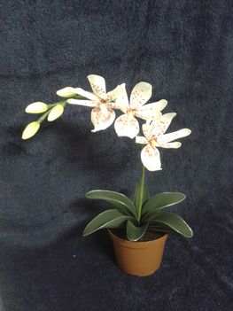 Csillag orchidea