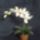 Csillag_orchidea_1521699_8805_t