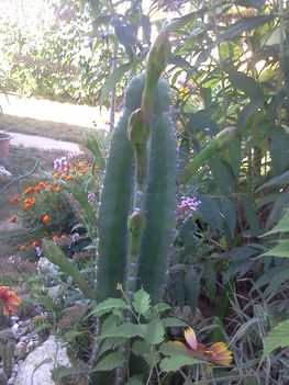 Kaktusz bimbók