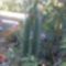 Kaktusz bimbók