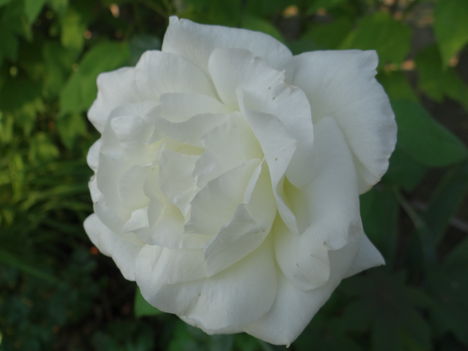 Rózsa (3) 