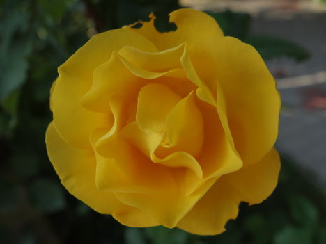 Rózsa 4 