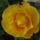 Rozsa_4_1522866_1071_t