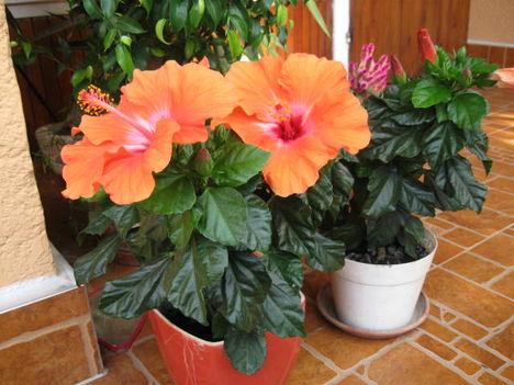 Hibiscus  ( Mályvarózsa )