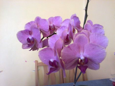 20120606616