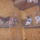 Imgp1405_1525129_5144_t