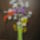 Penzvirag_1525156_5750_t