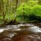 Gales_Creek_Tillamook_State_Forest_Oregon