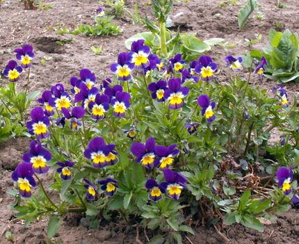 Árvácska - Viola tricolor