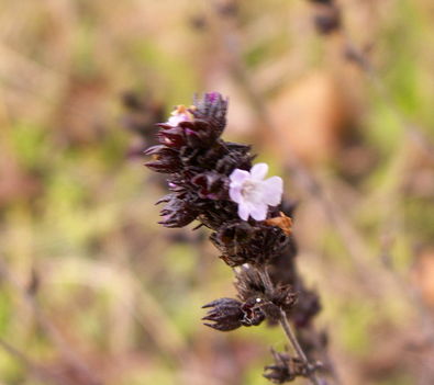 Borsikafű - Satureja hortensis