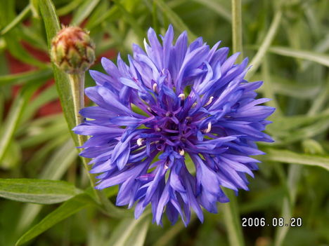 Búzavirág - Centaurea cyanus