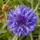 Búzavirág - Centaurea cyanus