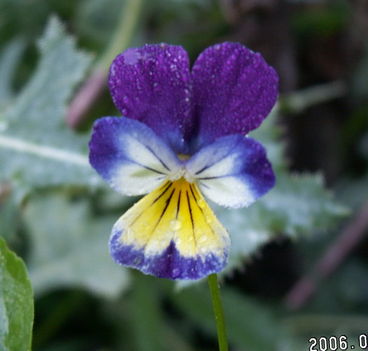 Háromszinű árvácska - Viola tricolor