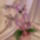 Lila_orchidea-001_1520581_9617_t