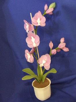 lila orchidea