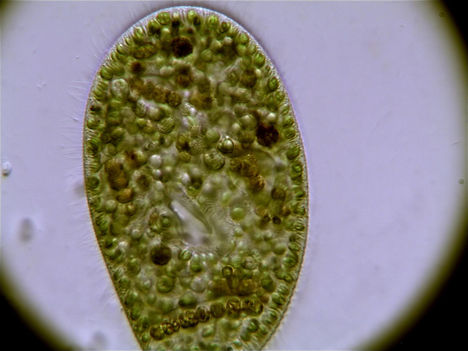 Paramecium bursaria