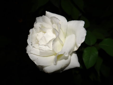 Rózsa este 6