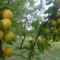Sárga szilva cseresznye