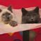Szerintetek gondolkoznak az állatok?Épp most 30 lenyúzott cicákból készített macska takaró értékesítését mutatják a TÉVÉ2 tévéhíradójában....elkeserítő!!!Ugye????