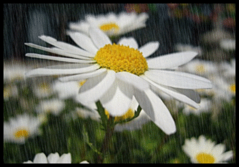Virág az esőben