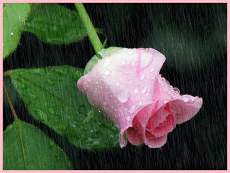 Virág az esőben