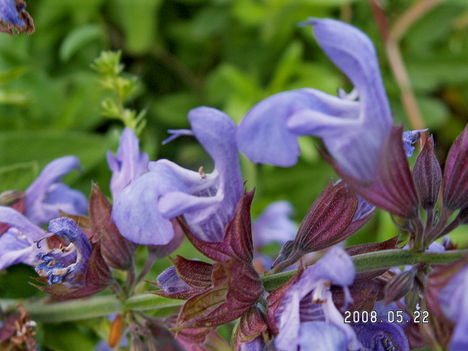 Zsálya - Salvia officinalis 