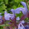 Zsálya - Salvia officinalis 