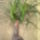 Elefantlab__nolina__1531008_3448_t
