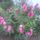 Leander-003_1531827_5171_t