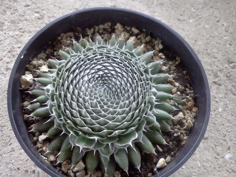 Mongol kövirózsa /orostachys thyrsiflorus/