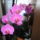 Orchidea_1532616_2104_t