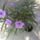 Ruellia_1532596_5499_t