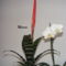 Bromélia és  Orchidea