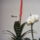 Bromelia_es__orchidea_1533158_1697_t