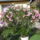 Viragok_001_1533686_4160_t