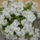 Viragok_011_1533710_1103_t
